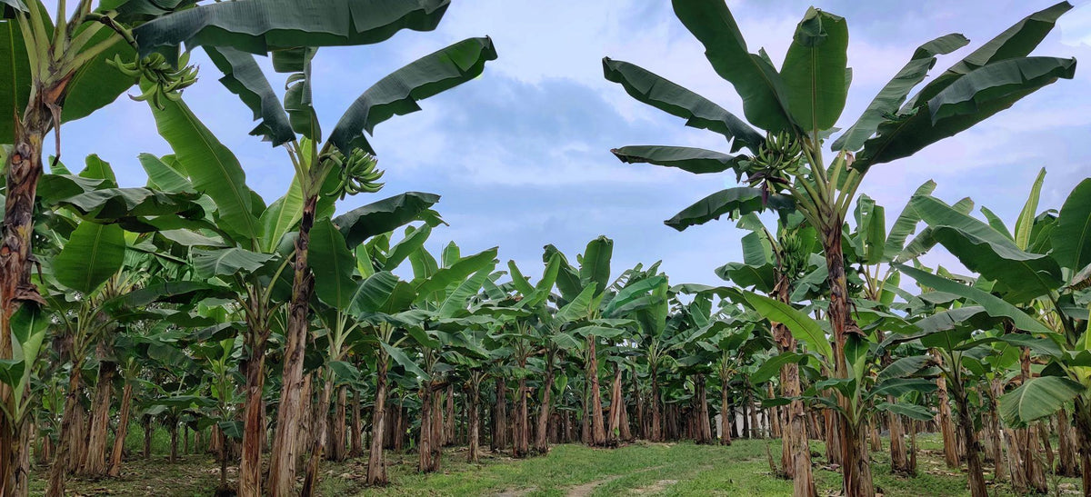 Organic plantain farm in Ecuador